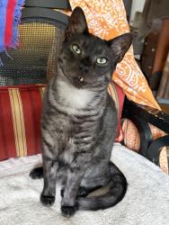 Lost Male Cat last seen Pickens Village Library, Pickens, SC 29671