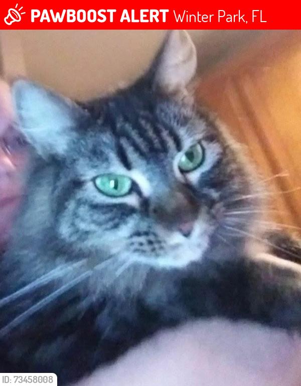 Lost Female Cat last seen Dodd Road and Dike road, Winter Park, FL 32792