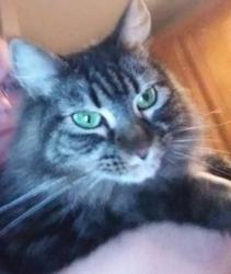 Lost Female Cat last seen Dodd Road and Dike road, Winter Park, FL 32792