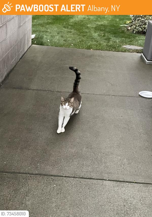 Found/Stray Unknown Cat last seen Marriner st, Albany, NY 12205