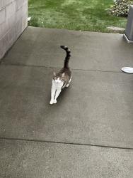 Found/Stray Unknown Cat last seen Marriner st, Albany, NY 12205