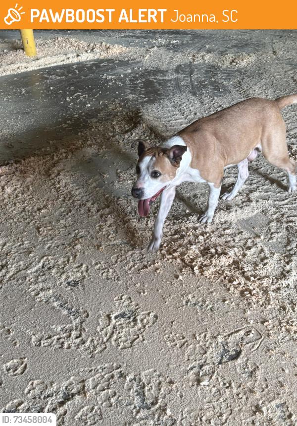 Found/Stray Male Dog last seen Joanna Mill, Joanna, SC 29351
