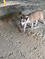 Found/Stray Male Dog last seen Joanna Mill, Joanna, SC 29351