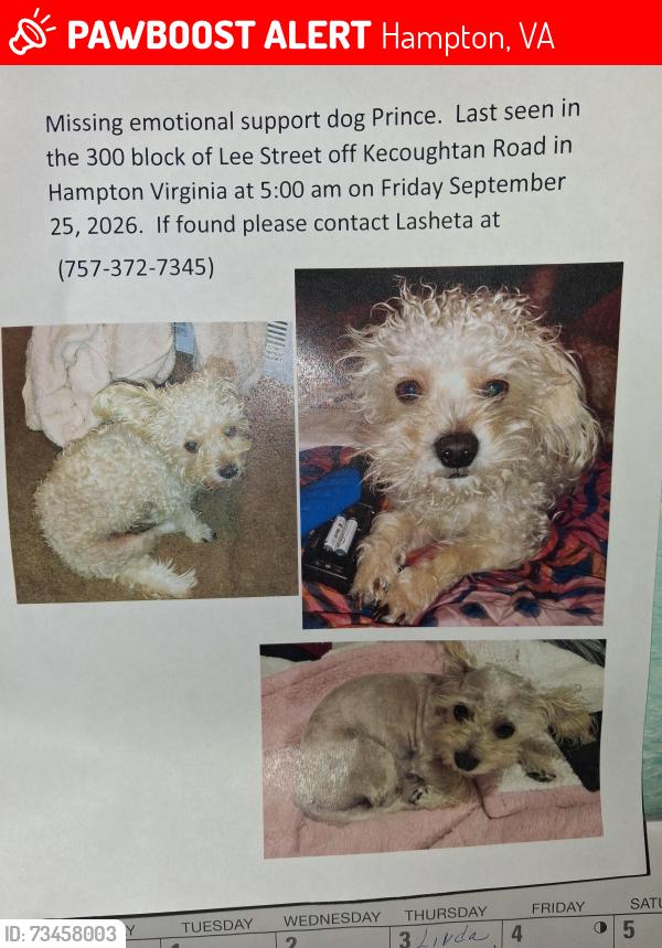 Lost Male Dog last seen Chapel Street, Hampton, VA 23669