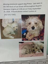 Lost Male Dog last seen Chapel Street, Hampton, VA 23669