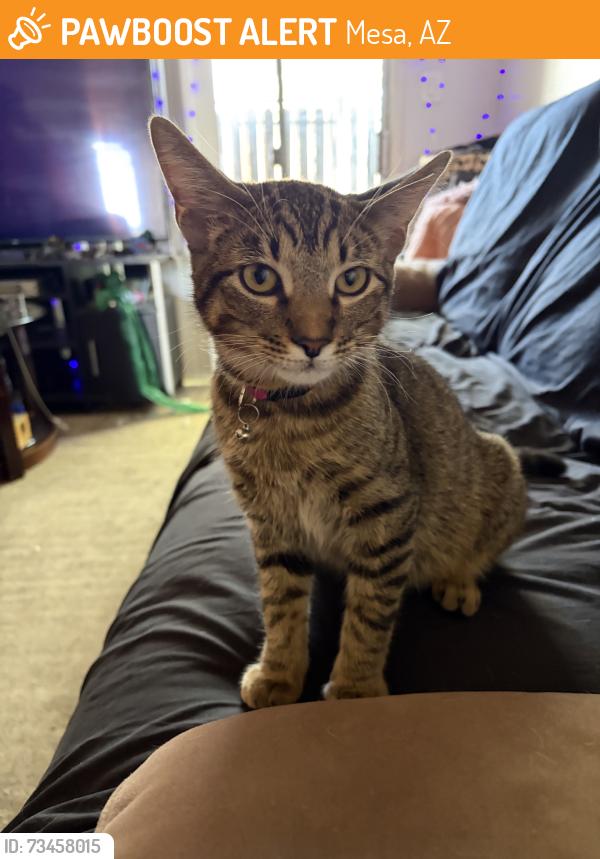 Found/Stray Male Cat last seen Emerald apmts, Mesa, AZ 85202