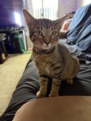 Found/Stray Male Cat last seen Emerald apmts, Mesa, AZ 85202