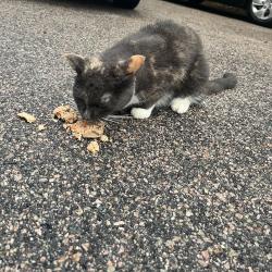 Reunited Female Cat last seen Winter and stonybrook, Walpole, MA 02071