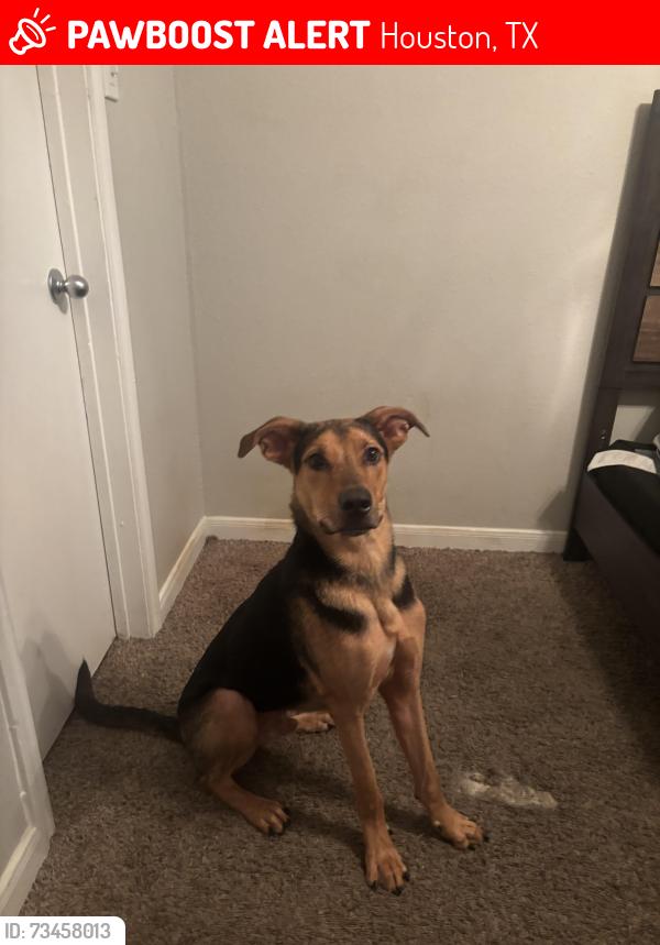 Lost Male Dog last seen Near Ella blvd, Houston, TX 77090