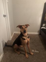 Lost Male Dog last seen Near Ella blvd, Houston, TX 77090