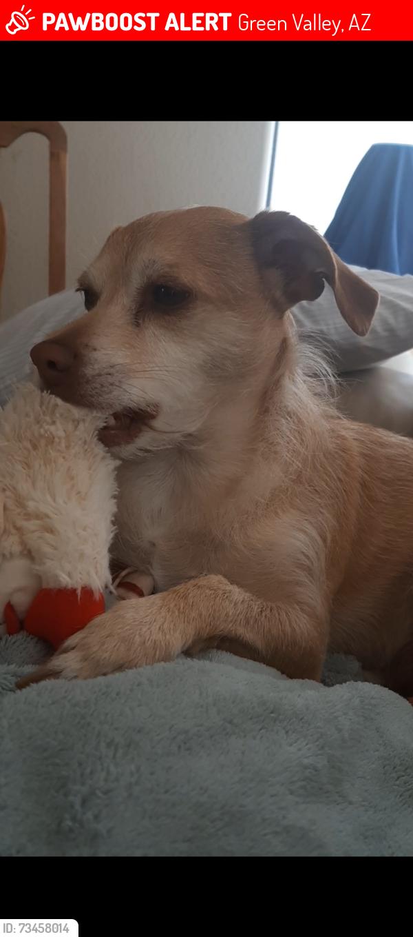 Lost Male Dog last seen Nogales hwy and Sahuarita rd az, Green Valley, AZ 85629