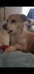 Lost Male Dog last seen Nogales hwy and Sahuarita rd az, Green Valley, AZ 85629
