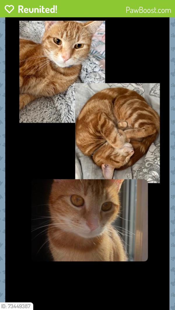 Reunited Female Cat last seen bolney road, Brighton and Hove, England 