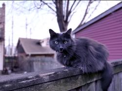 Lost Female Cat last seen Colfax, Los Angeles, CA 91604