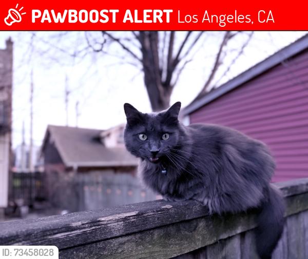 Lost Female Cat last seen Colfax, Los Angeles, CA 91604