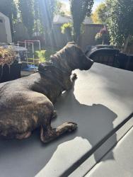 Found/Stray Male Dog last seen Near St, Edmonton, AB 