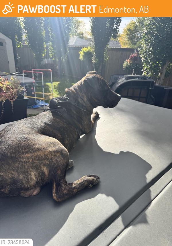 Found/Stray Male Dog last seen Near St, Edmonton, AB 