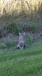 Found/Stray Unknown Cat last seen Prarie Care Center, Brooklyn Park, MN 55443
