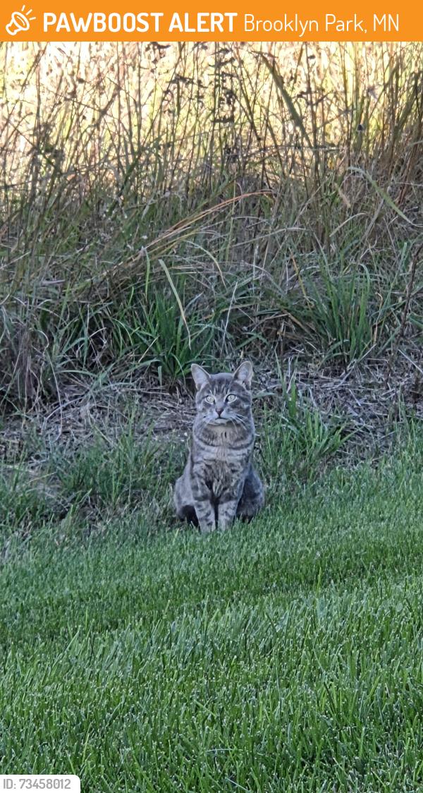 Found/Stray Unknown Cat last seen Prarie Care Center, Brooklyn Park, MN 55443