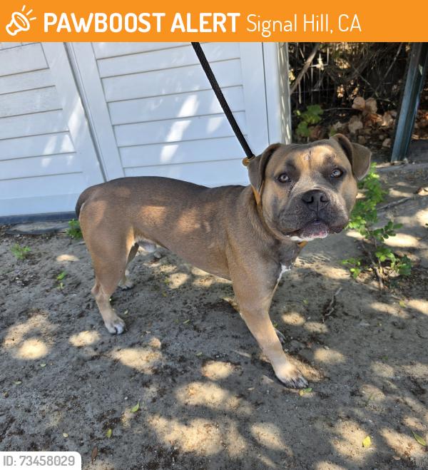 Found/Stray Male Dog last seen Near Redondo Ave, Signal Hill, CA 90755, Signal Hill, CA 90755