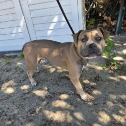 Found/Stray Male Dog last seen Near Redondo Ave, Signal Hill, CA 90755, Signal Hill, CA 90755