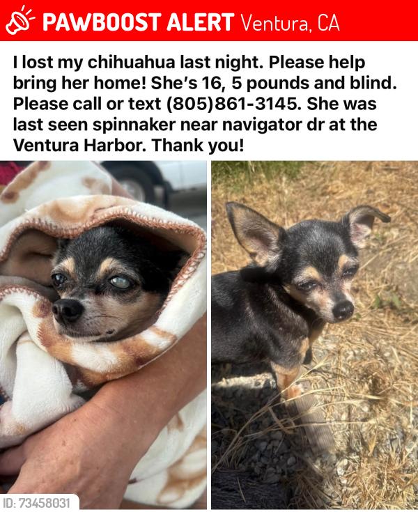 Lost Female Dog last seen Spinnaker dr and navigator dr, Ventura, CA 93001