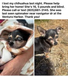 Lost Female Dog last seen Spinnaker dr and navigator dr, Ventura, CA 93001