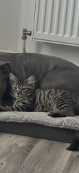 Lost Male Cat last seen Ravensbury street, Clayton M11, Clayton, England 
