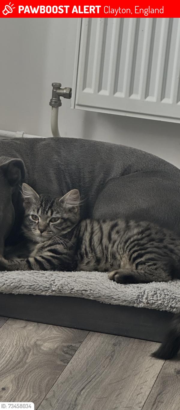 Lost Male Cat last seen Ravensbury street, Clayton M11, Clayton, England 