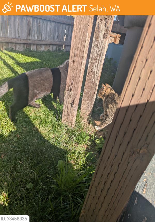 Found/Stray Male Cat last seen N 12th St selah, WA, Selah, WA 98942