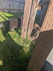 Found/Stray Male Cat last seen N 12th St selah, WA, Selah, WA 98942