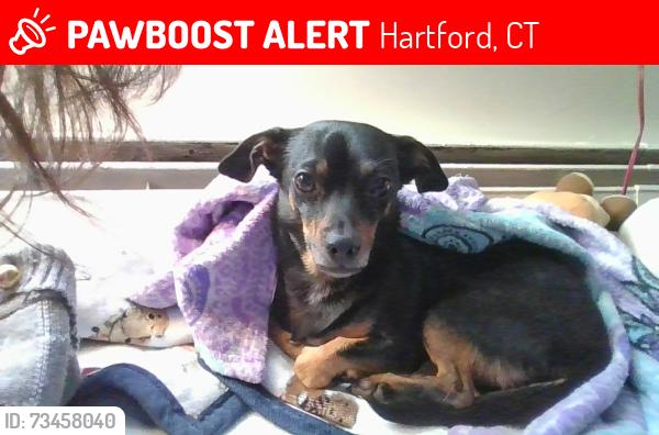 Lost Male Dog last seen Park St., Hartford, CT 06106