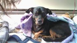 Lost Male Dog last seen Park St., Hartford, CT 06106