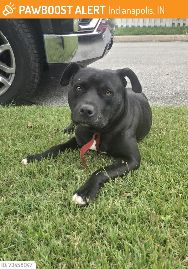 Found/Stray Male Dog last seen Station Street between 28th & 30th, Indianapolis, IN 46218