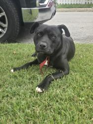 Found/Stray Male Dog last seen Station Street between 28th & 30th, Indianapolis, IN 46218