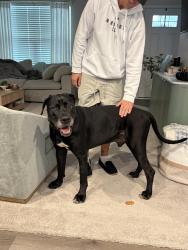 Found/Stray Male Dog last seen On the street next to mid America, ballpark E. Miami River Rd. Near Fort Scott, Crosby Township, OH 45030