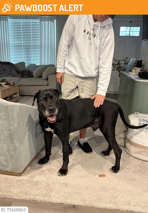 Found/Stray Male Dog last seen On the street next to mid America, ballpark E. Miami River Rd. Near Fort Scott, Crosby Township, OH 45030