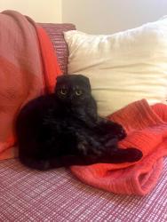 Lost Female Cat last seen Near SE 90TH ST, Newcastle, WA 98056