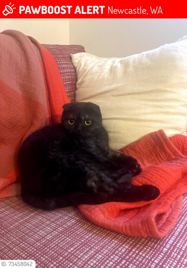 Lost Female Cat last seen Near SE 90TH ST, Newcastle, WA 98056