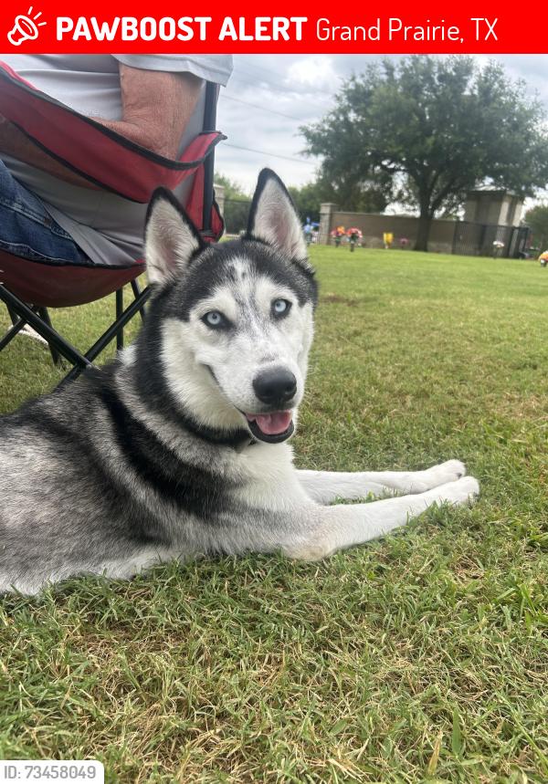 Lost Male Dog last seen Corn valley rd, Grand Prairie, TX 75052