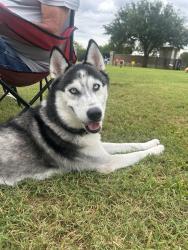 Lost Male Dog last seen Corn valley rd, Grand Prairie, TX 75052