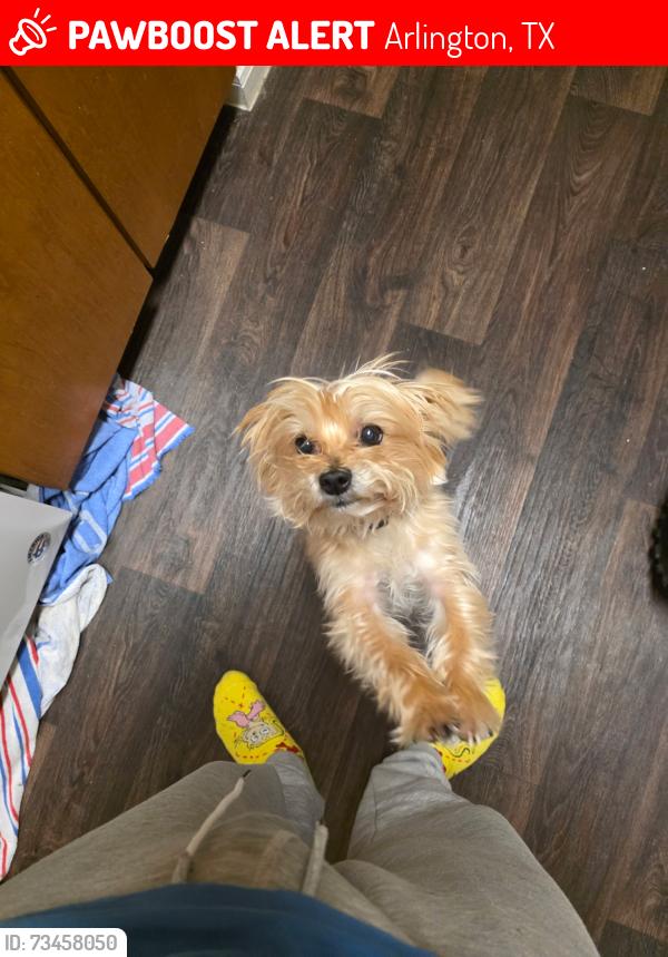 Lost Male Dog last seen Sublett and 287, Arlington, TX 76016