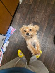 Lost Male Dog last seen Sublett and 287, Arlington, TX 76016