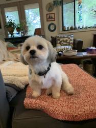 Lost Male Dog last seen Route 1 or gravely hill/areas surrounding Shannock, South Kingstown, RI 02879
