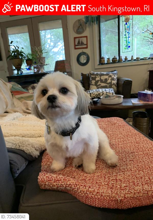 Lost Male Dog last seen Route 1 or gravely hill/areas surrounding Shannock, South Kingstown, RI 02879