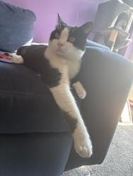 Lost Male Cat last seen College green, Bristol City, England 