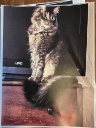 Reunited Male Cat last seen 8th St and Avenue E, Billings, MT 59102