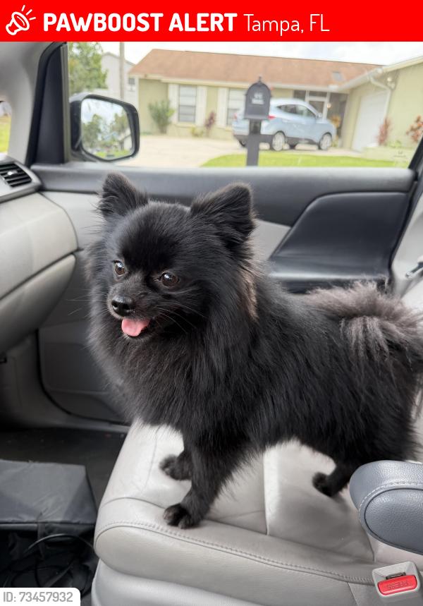 Lost Male Dog last seen Gardenside ln 33624, Tampa, FL 33624