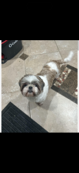 Reunited Female Dog last seen Fondren and 59, Houston, TX 77096