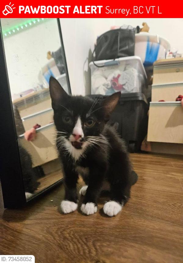 Lost Male Cat last seen Roadside beside a trash can near 14110 108 Ave, Surrey, BC She was inside a black pet carrier., Surrey, BC V3T 2L6